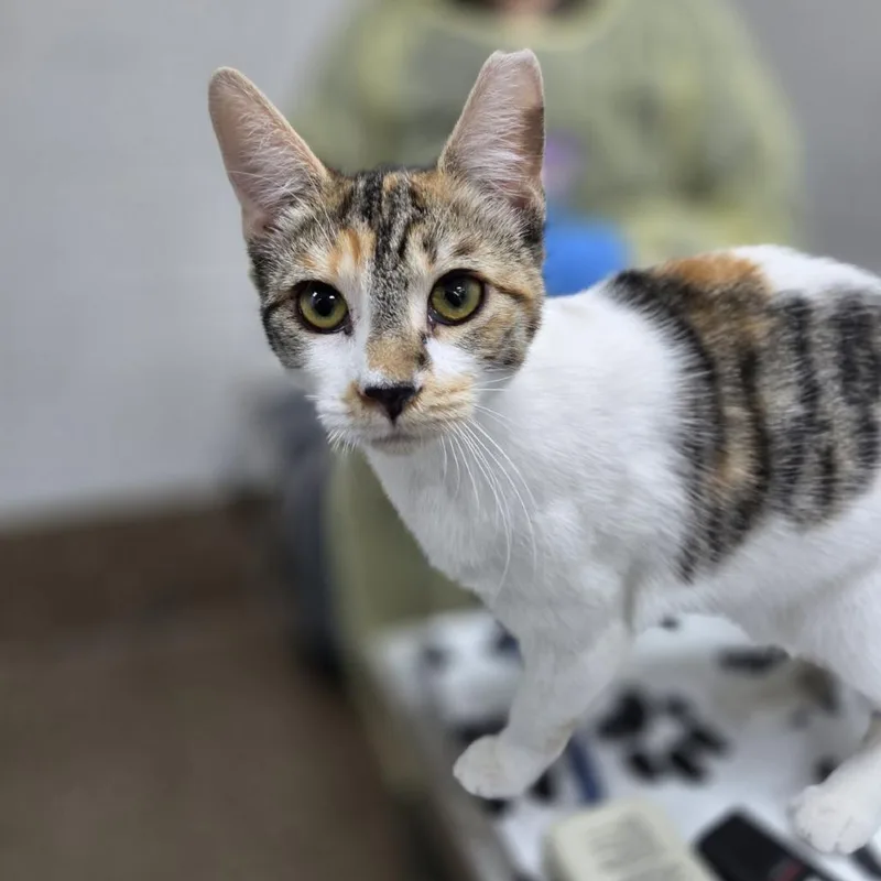A young medium-sized female Domestic Short Hair cat named Lights for adoption in Incline Village, NV