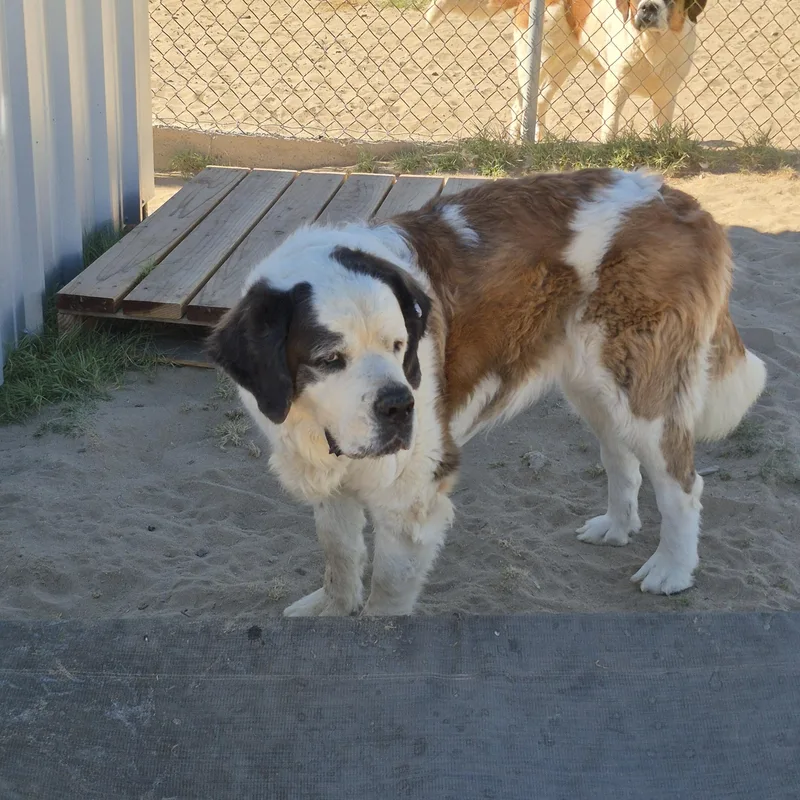 An adult extra large-sized female Bicolor Saint Bernard dog named Nani for adoption in Sparks, NV