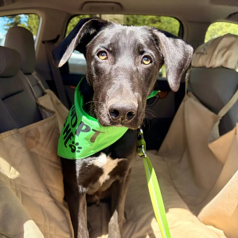 A young medium-sized male Black Mixed Breed dog named Squirtle for adoption in Hailey, ID