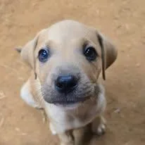 A baby medium-sized male Mixed Breed dog named Frito for adoption in Cullman, AL