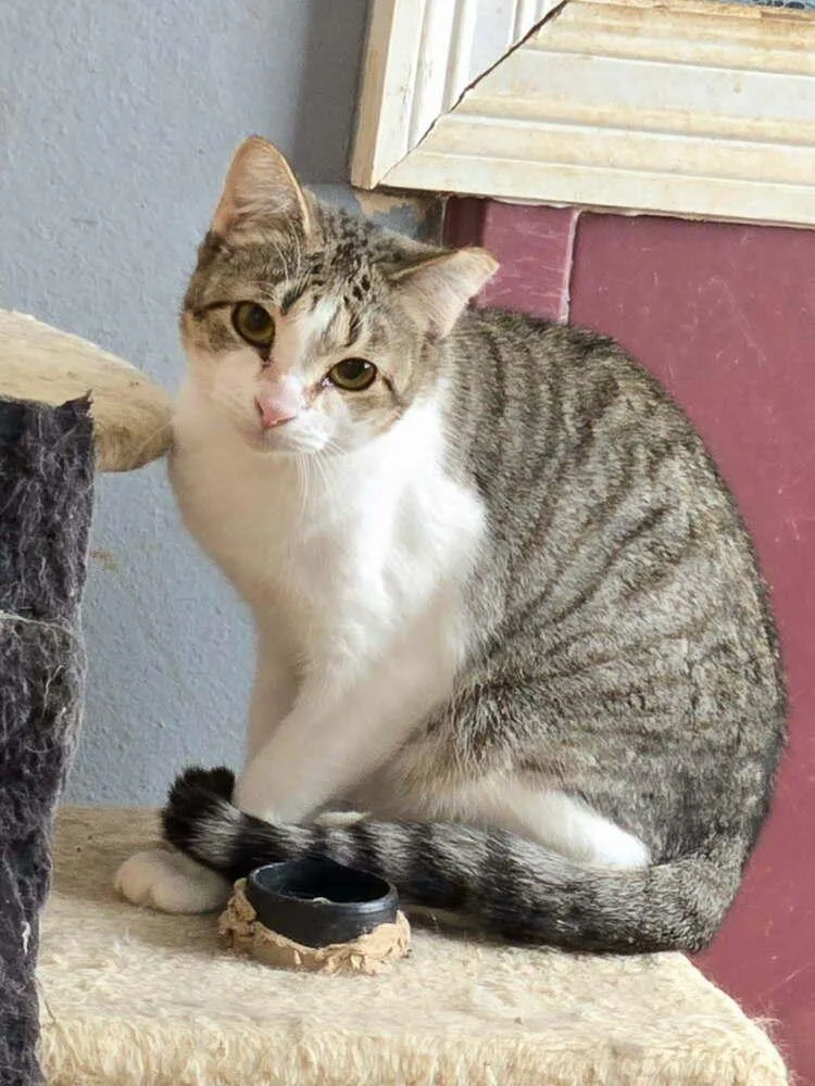 Firecracker thumbnail 2