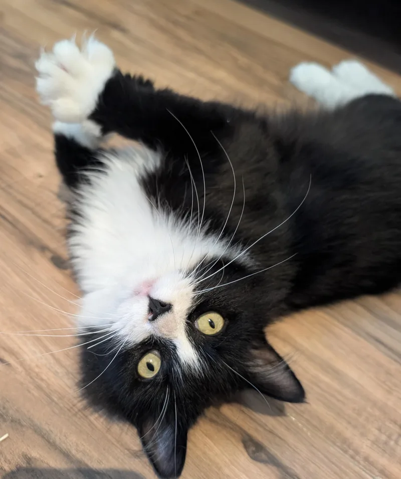 Tootsie thumbnail 2