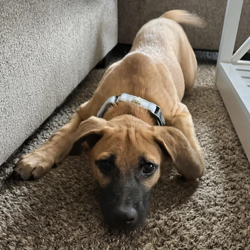 A baby medium-sized female Yellow / Tan / Blond / Fawn Shepherd dog named Pebbles for adoption in Baldwin, MD