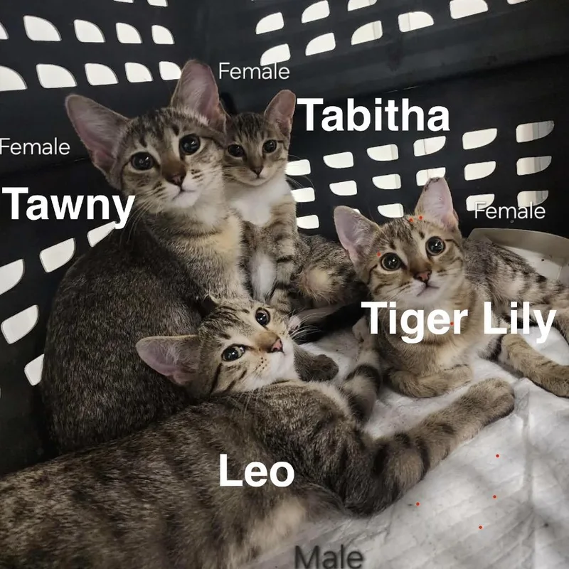 Tawny thumbnail 3