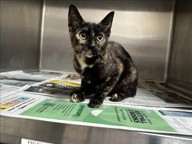 An adult small-sized female Domestic Short Hair cat named Coyote for adoption in Los Angeles, CA