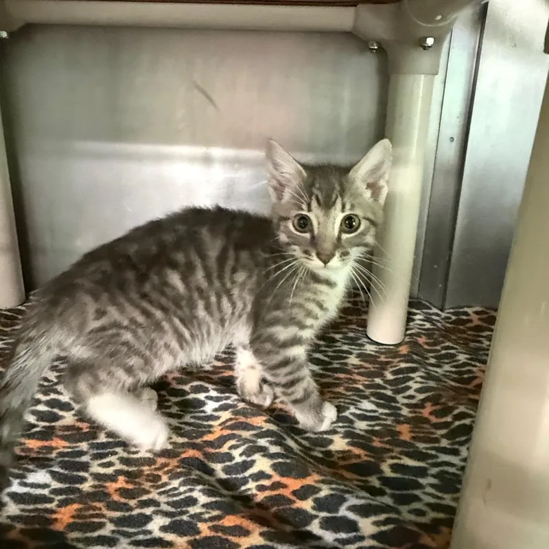 A baby small-sized female Gray / Blue / Silver Domestic Short Hair cat named Quartz for adoption in Hamilton, GA