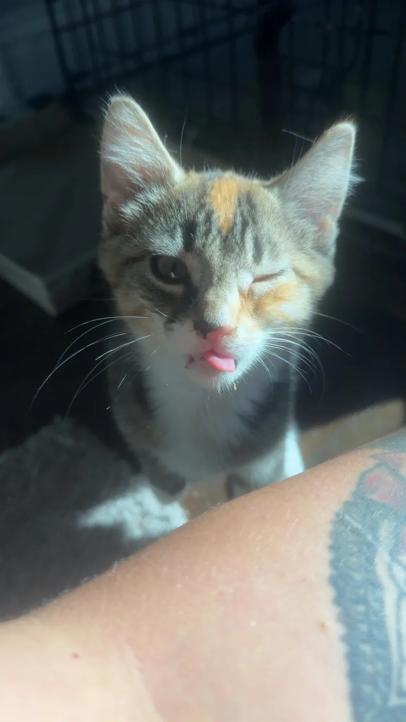 A baby small-sized female Calico Domestic Short Hair cat named Sherri for adoption in Westville, NJ