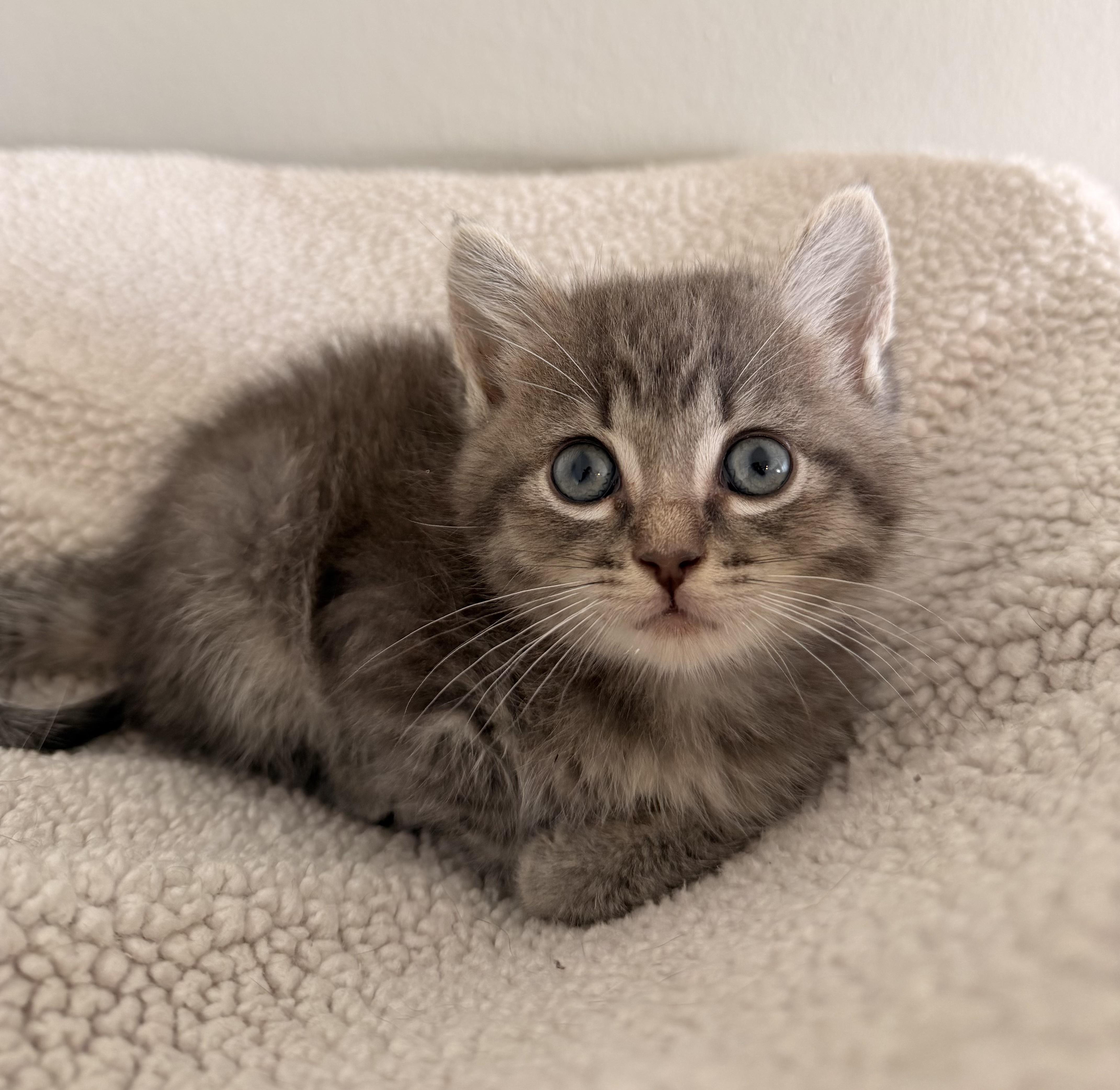 A baby small-sized female Domestic Short Hair cat named Emory for adoption in Long Beach, CA