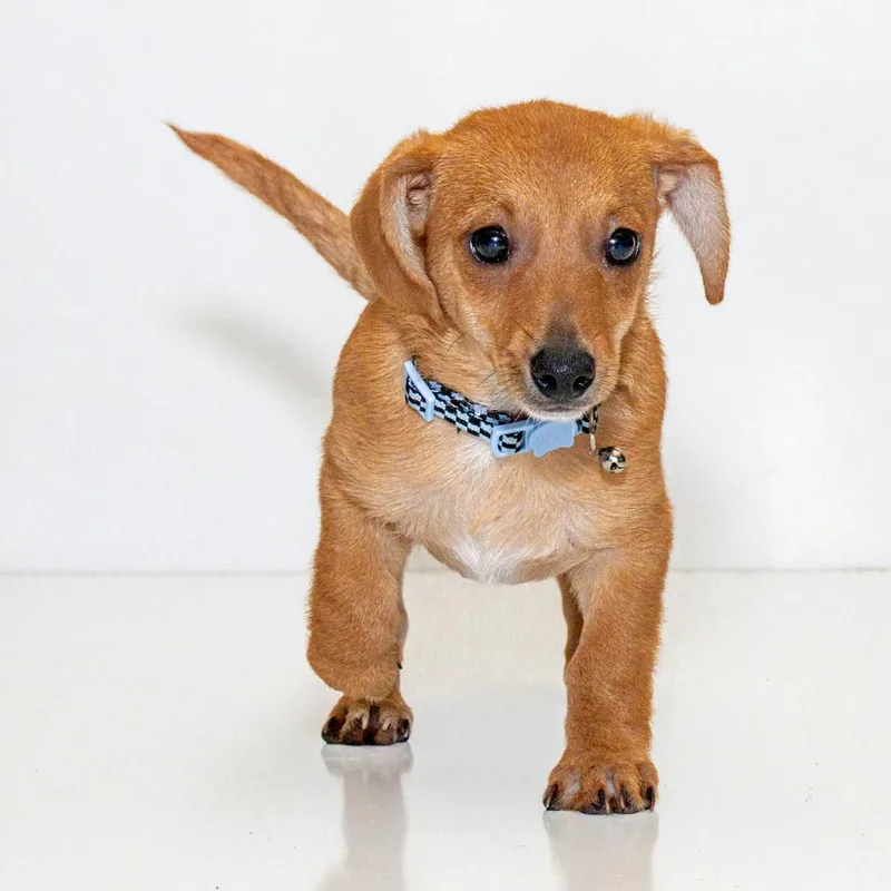 A baby small-sized male Tricolor (Brown, Black, & White) Chihuahua dog named Felix for adoption in Orlando, FL