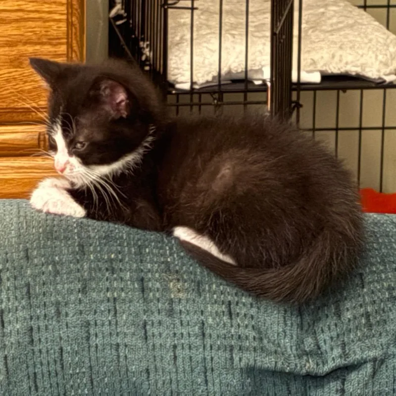A baby small-sized male Domestic Short Hair cat named Orion for adoption in Portage, MI