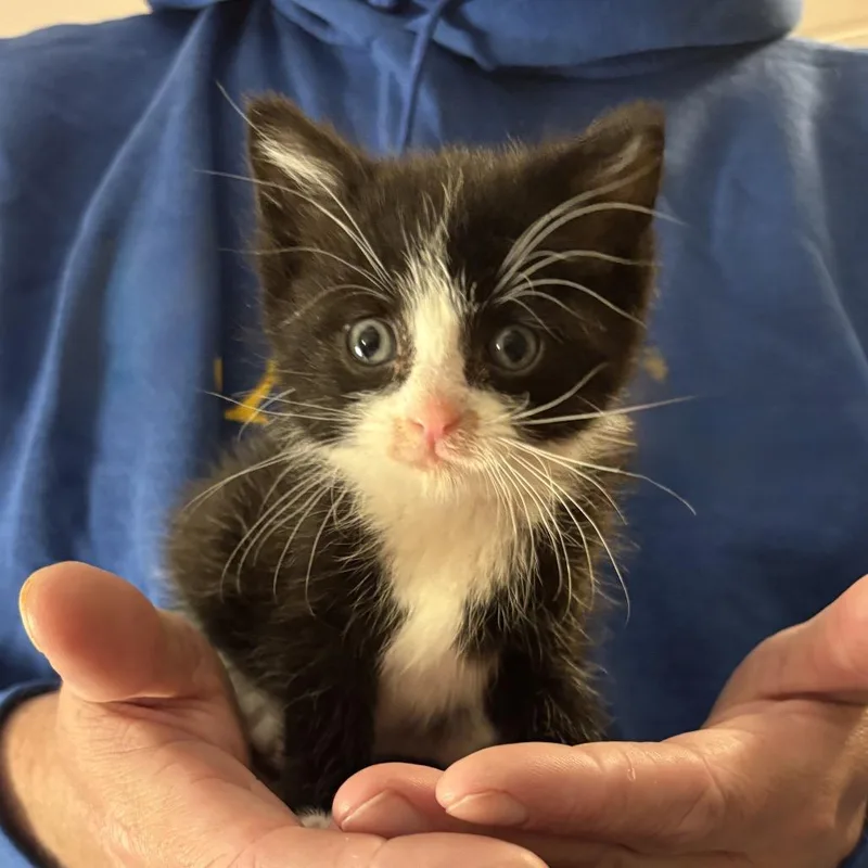 Orion thumbnail 5