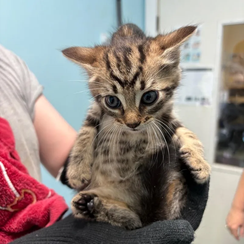 A baby medium-sized male Brown / Chocolate Domestic Short Hair cat named Hawk for adoption in New Fairfield, CT