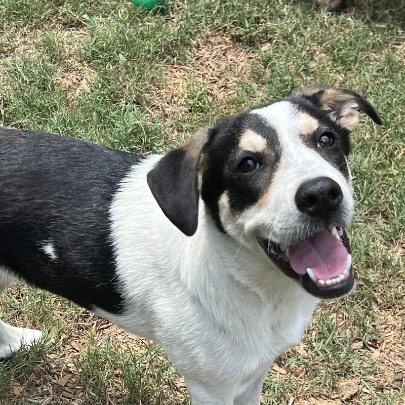 A young large-sized female Tricolor (Brown, Black, & White) Mixed Breed dog named Maya for adoption in Mt Pleasant, SC