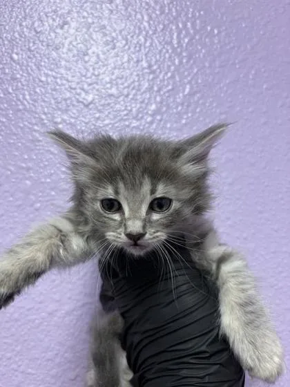 A baby small-sized female Gray / Blue / Silver Domestic Medium Hair cat named 60946556 for adoption in El Paso, TX
