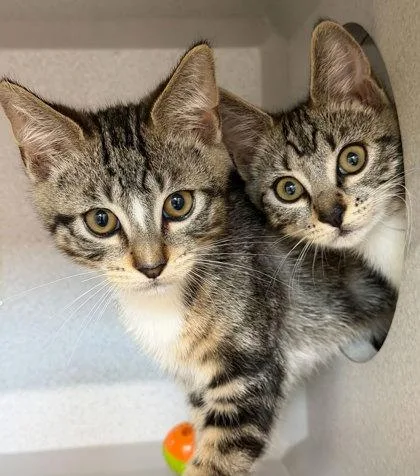 A baby small-sized female Domestic Short Hair cat named Grace for adoption in Sacramento, CA