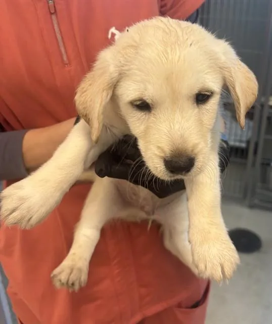 A baby small-sized male Terrier dog named Nick for adoption in Haw River, NC