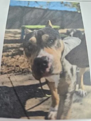 An adult medium-sized female Mixed Breed dog named Rylee for adoption in Cincinnati, OH