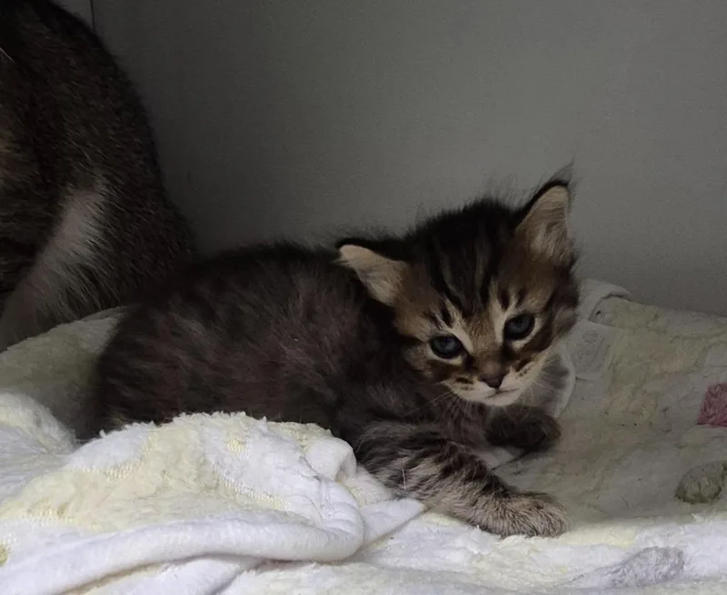 A baby small-sized male Domestic Short Hair cat named Filchie for adoption in East Ridge, TN