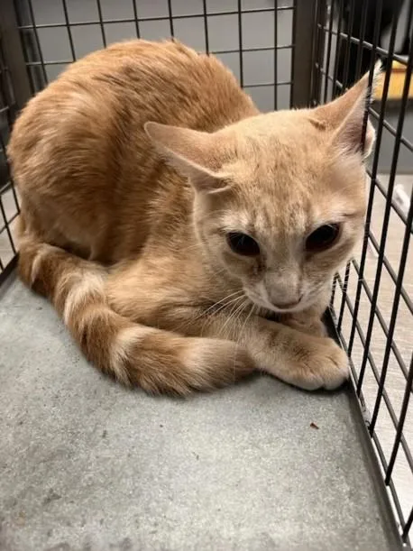 A young small-sized female Domestic Short Hair cat named Zumi for adoption in Las Vegas, NV
