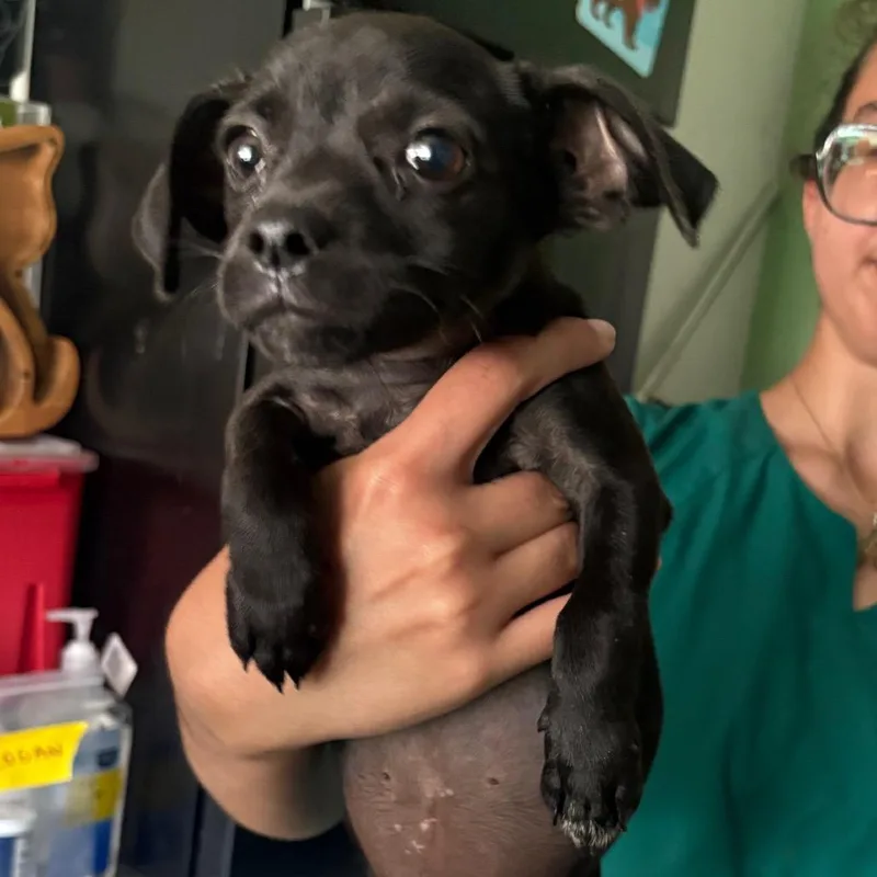 A baby small-sized female Black Chihuahua dog named Tiana for adoption in Tampa, FL