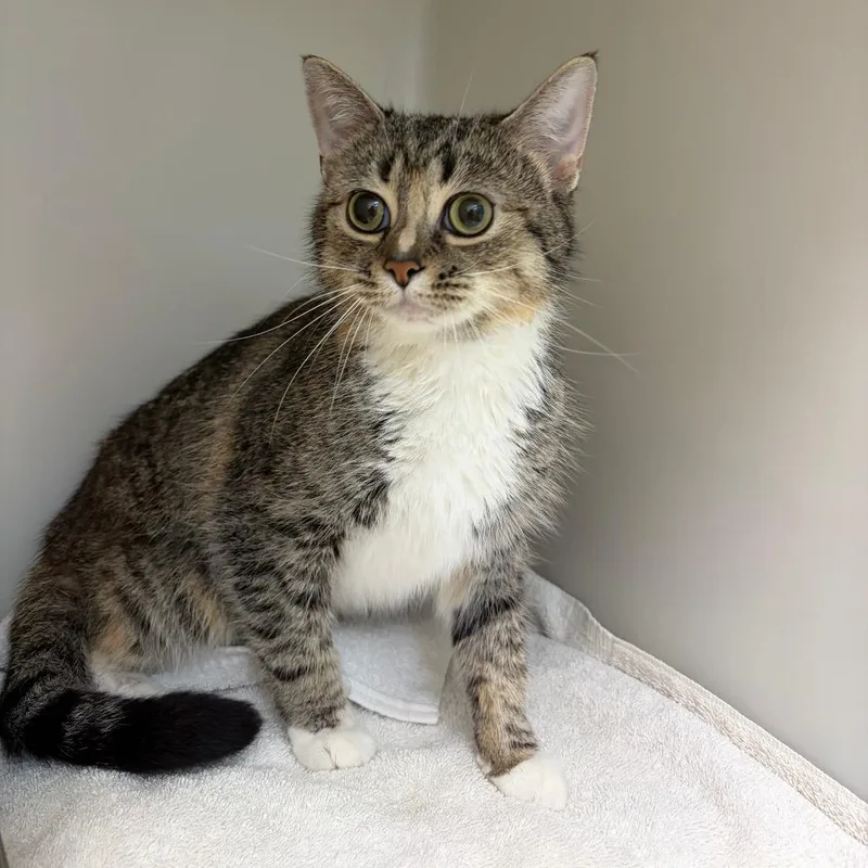 An adult medium-sized female White Domestic Medium Hair cat named Blossom for adoption in Harrisonburg, VA