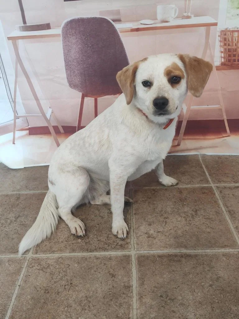 A young large-sized female Beagle dog named Mandy for adoption in Mountain Home, AR