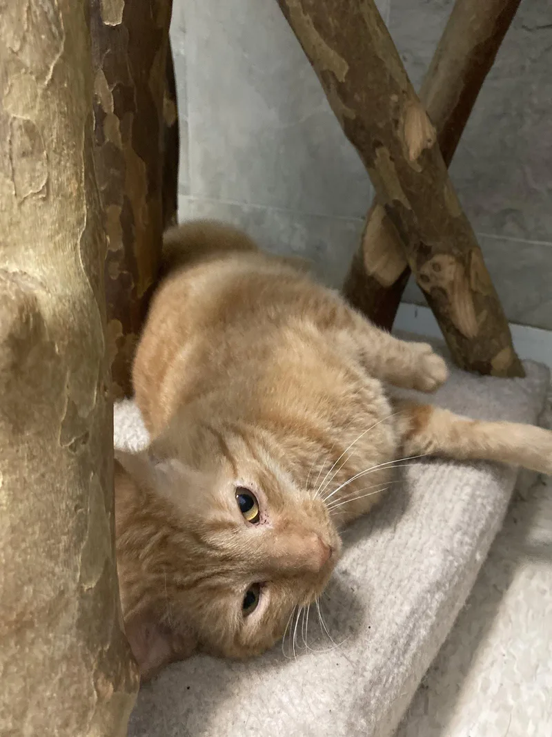 An adult medium-sized male Orange / Red Domestic Short Hair cat named Ronnie for adoption in Dublin, OH