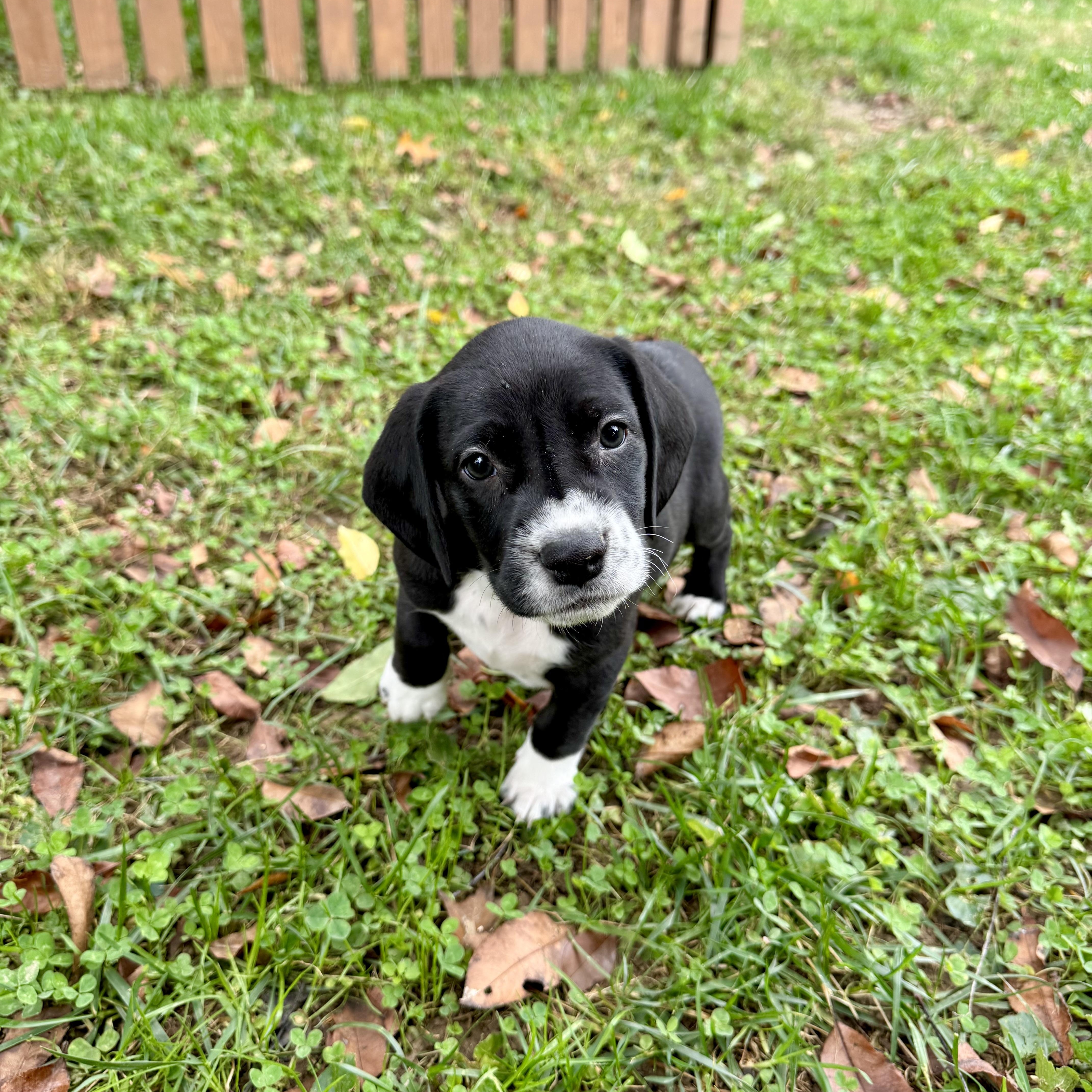 A baby medium-sized male Black Dalmatian dog named Franklin for adoption in Chantilly, VA