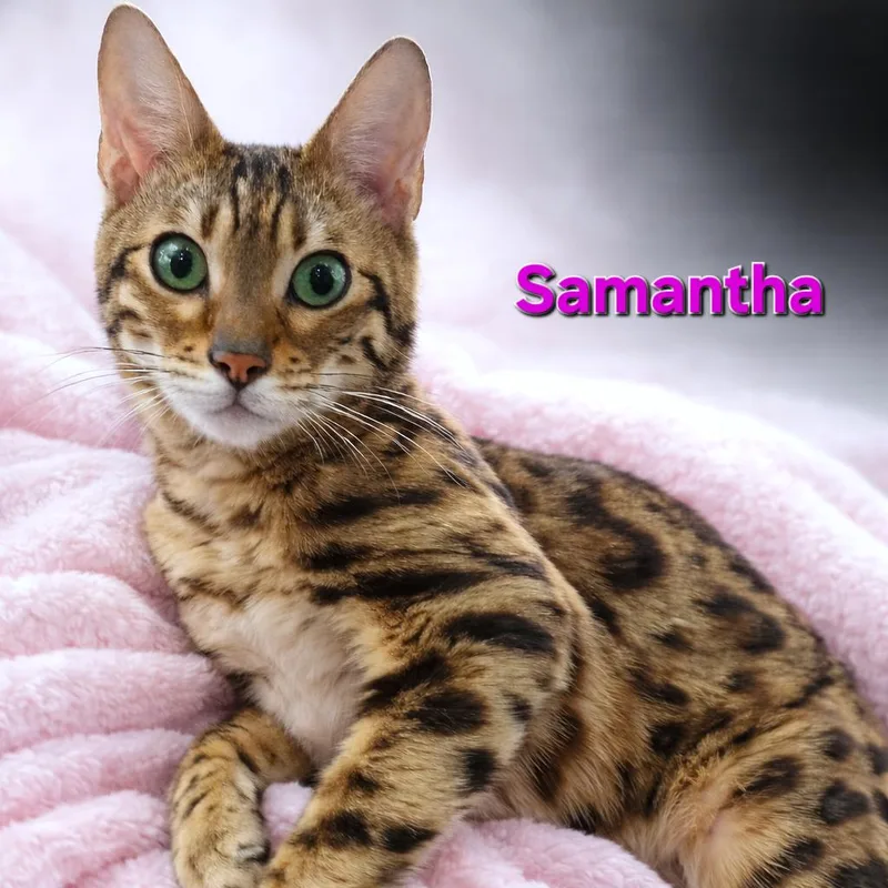 An adult medium-sized female Bengal cat named Samantha for adoption in Quincy, OH