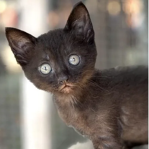 A baby medium-sized male Black Domestic Short Hair cat named Mackeral for adoption in Santa Rosa, CA