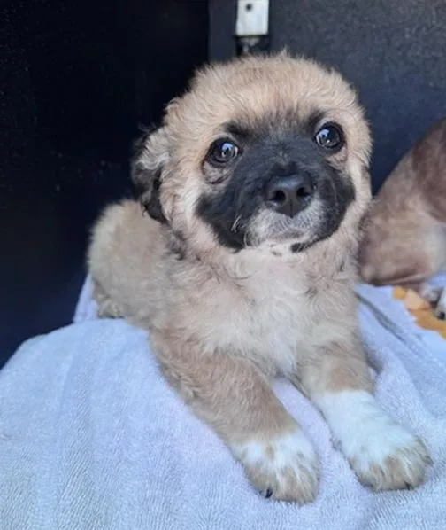 A baby small-sized male Pug dog named Buzz Lightyear for adoption in Los Angeles, CA