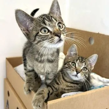 A baby small-sized male Brown / Chocolate Domestic Short Hair cat named Scoot for adoption in Novelty, OH