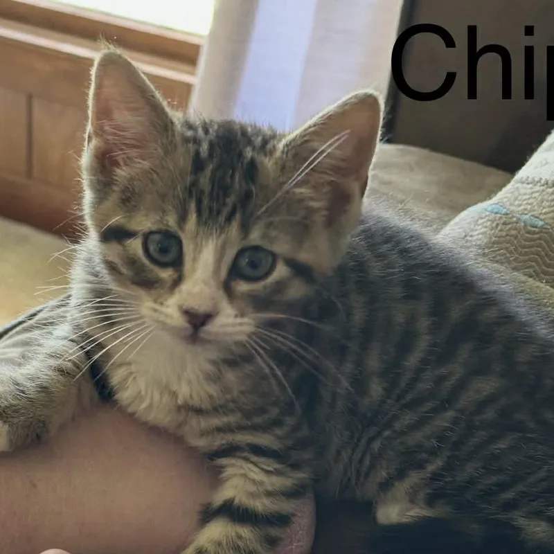 A baby small-sized male Black Domestic Short Hair cat named Chip for adoption in Caryville, TN