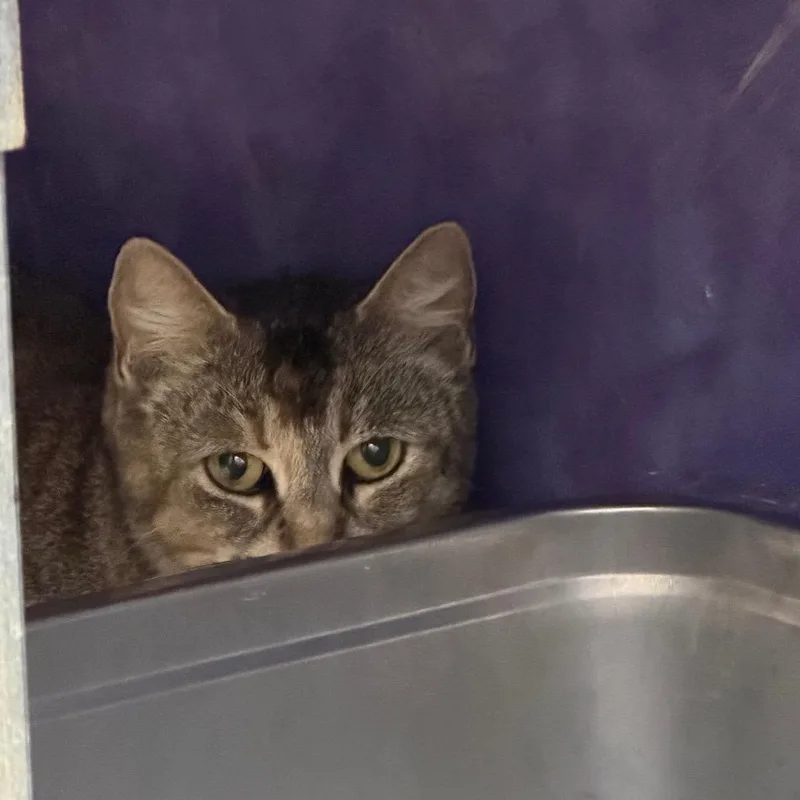 An adult medium-sized female Brown / Chocolate Domestic Short Hair cat named Overdue Library Book for adoption in Austin, TX
