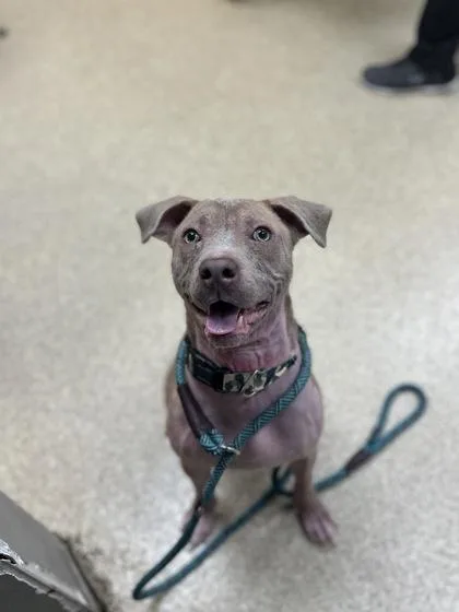 An adult large-sized female Mixed Breed dog named Nutter Butter for adoption in Munster, IN