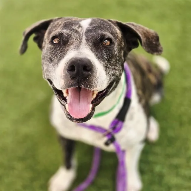 An adult large-sized female Pit Bull Terrier dog named Rhubarb for adoption in Mesa, AZ