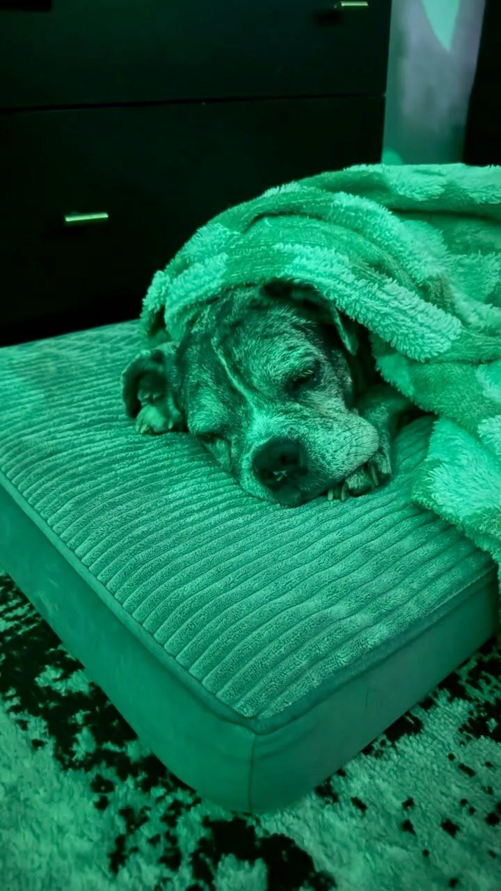 A senior medium-sized male English Bulldog dog named Mocha for adoption in Knoxville, TN