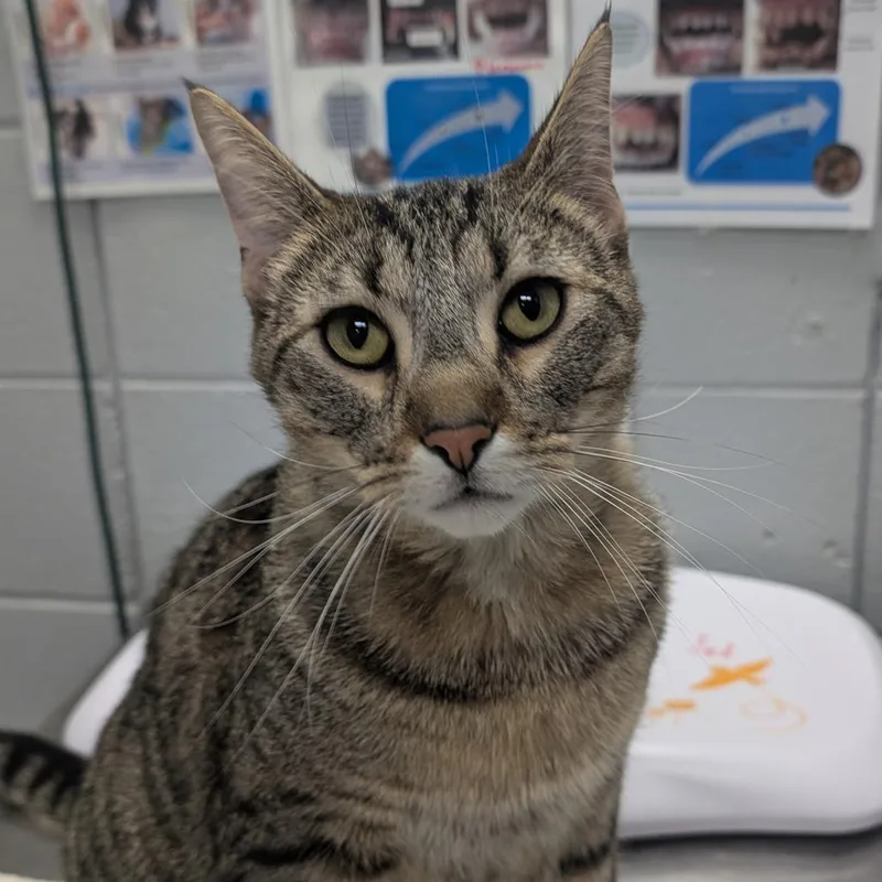 An adult extra large-sized male Brown / Chocolate Domestic Short Hair cat named Dolphin for adoption in West Olive, MI