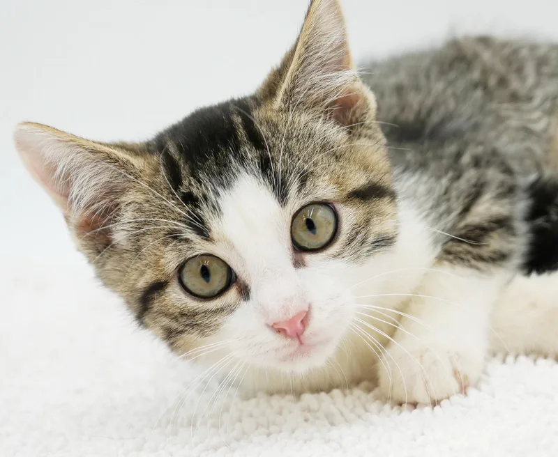 A baby small-sized male White Turkish Angora cat named Beau is a beauty for adoption in Bedford Hills, NY