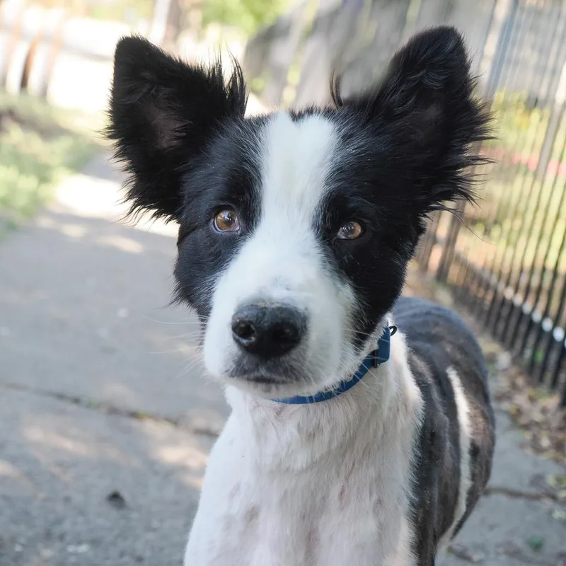 An adult medium-sized male Black Border Collie dog named Mr Fox for adoption in Point Richmond, CA