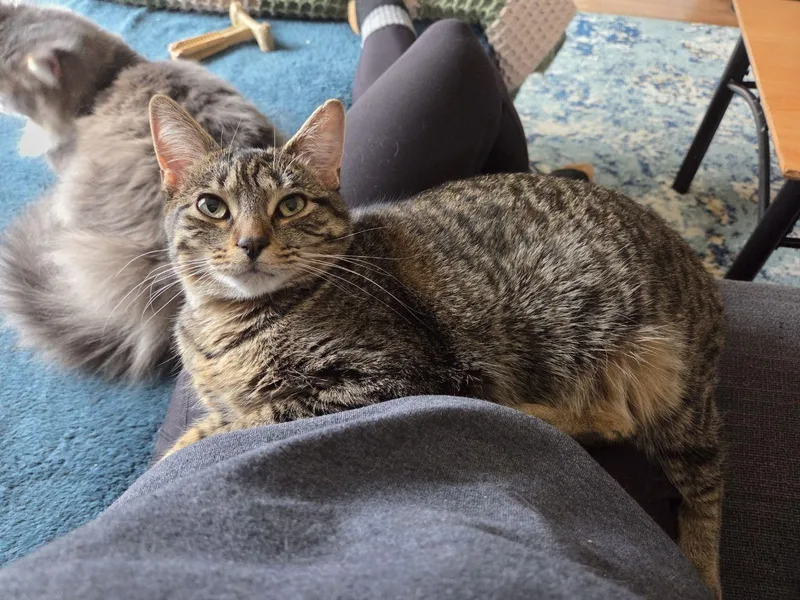 Dixie & Pixie thumbnail 2