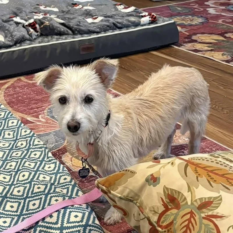 An adult small-sized female Yellow / Tan / Blond / Fawn Terrier dog named Snowy for adoption in Elkton, MD