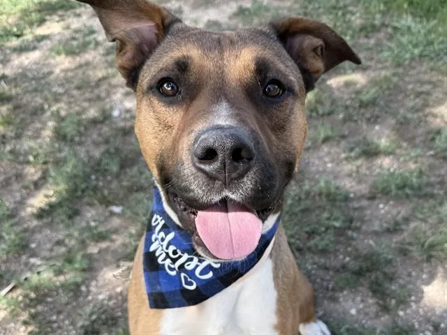 An adult medium-sized male American Bulldog dog named Chencho for adoption in Pueblo, CO