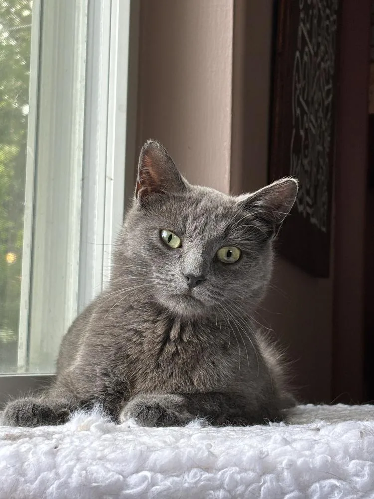 A young medium-sized female Gray / Blue / Silver Domestic Short Hair cat named Mayflower for adoption in Ferndale, MI