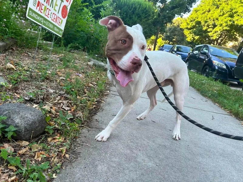 An adult medium-sized male Pit Bull Terrier dog named Rigsby for adoption in New London, WI