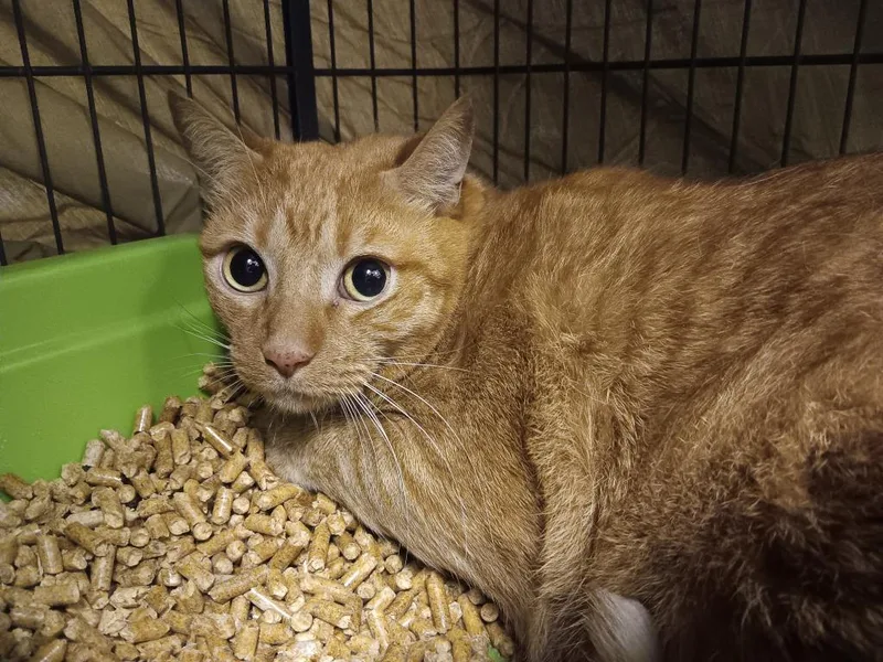 An adult extra large-sized male Domestic Short Hair cat named Christian for adoption in New Braunfels, TX