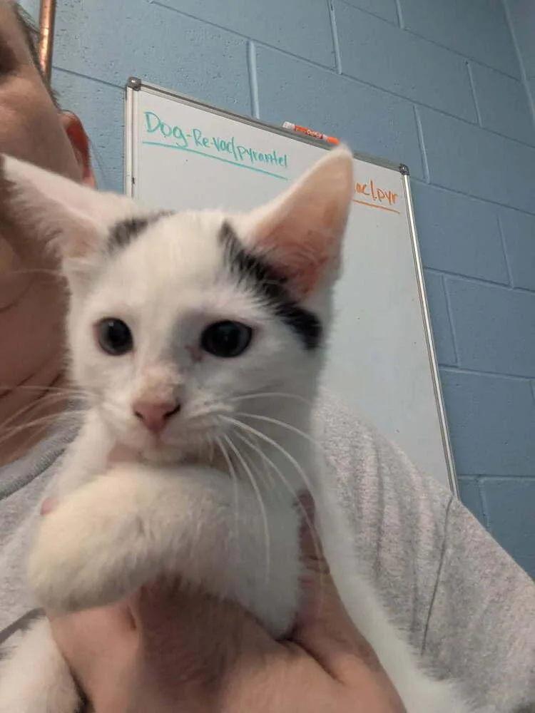 A baby small-sized male Black & White / Tuxedo Domestic Short Hair cat named Oatmeal for adoption in Evansville, IN