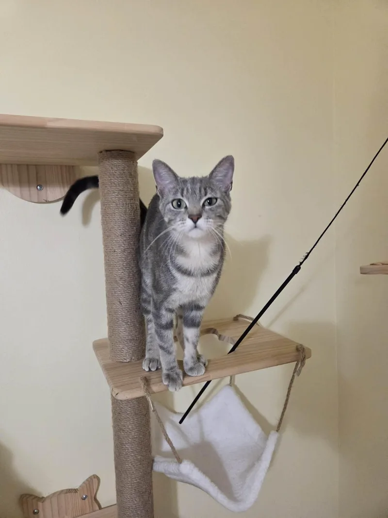 A young medium-sized female Tabby (Gray / Blue / Silver) Domestic Short Hair cat named Cleo for adoption in Granite City, IL