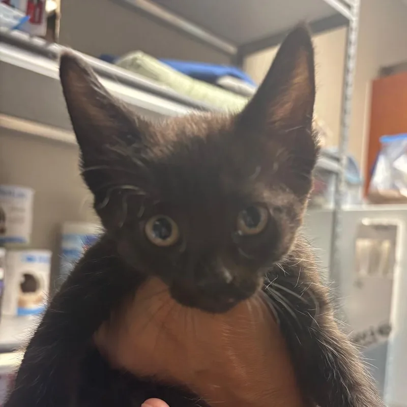 A baby small-sized male Black Domestic Short Hair cat named Ferraruntie for adoption in Yuma, AZ
