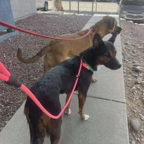 A young medium-sized female Black Akita dog named Aurora for adoption in Glendale, AZ